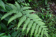 Pteris biaurita subsp. walkeriana